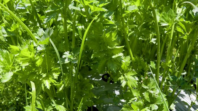 Fresh green leafy celery (apium graveolens) vegetable field growing with dense leaves ready to harvest