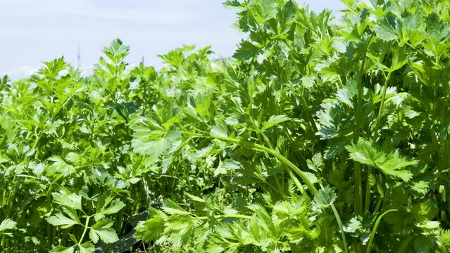 Fresh green leafy celery (apium graveolens) vegetable field growing with dense leaves ready to harvest