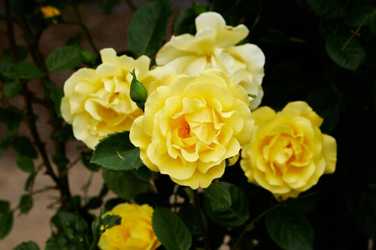 Rosa 'Harison's Yellow', also known as R. × harisonii, the Oregon Trail Rose or the Yellow Rose of Texas, is a rose cultivar which originated as a chance hybrid in the early 19th century. It probably 