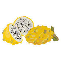Cut and whole fresh Yellow Dragon Fruit or Pitaya. Pitahaya cactus. Selenicereus megalanthus. Isolated vector illustration.