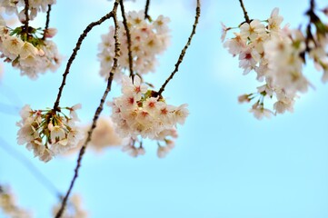 spring blossom in spring on blue back