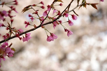 pink cherry blossoms