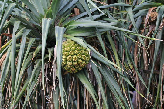 Fruit on a pandanus screw pine plant in a garden