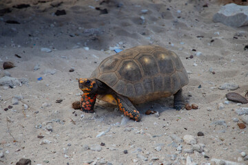 Obraz premium Red Footed Tortoise