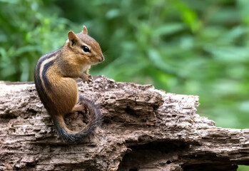  Cute Chipmunk on a Log in its Natural Habitat. Wildlife Photography.