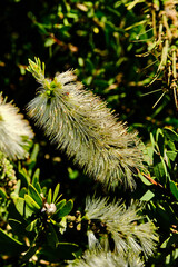 Callistemon species have commonly been referred to as bottlebrushes because of their cylindrical, brush like flowers resembling a traditional bottle brush. They are mostly found in the more temperate 