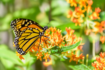 Monarch butterfly feeding on  the orange flower of butterfly weed, a variety of the milkweed plant