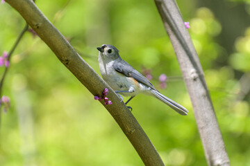 A tufted titmouse, Baeolophus bicolor, a small grey bird perched in a redbud tree