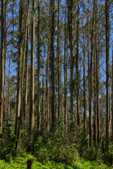 Obraz premium Mountain Ash Trees, and Manna Gums of the Black Spur ,Healesville, Victoria.