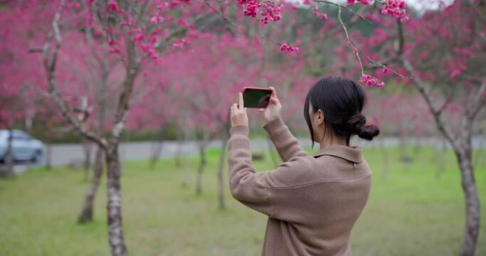 Woman use cellphone to take photo in sakura park