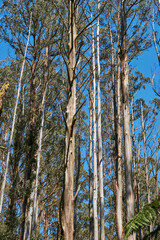 Mountain Ash Trees, and Manna Gums of the Black Spur ,Healesville, Victoria.