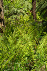 Australian Tree Ferns, Tree ferns are found growing in tropical and subtropical areas worldwide, as well as cool to temperate rainforests in Australia, New Zealand and neighbouring regions