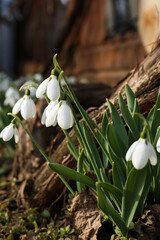 Beautiful white blooming snowdrops growing outdoors. Spring flowers