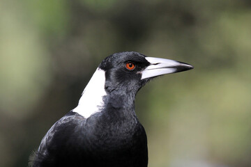 Close up portrait of an Australian magpie bird