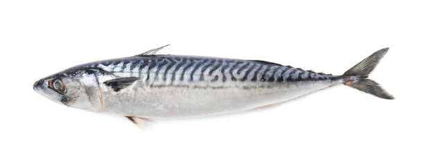 One tasty raw mackerel isolated on white