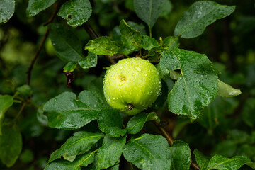 Single green apple hanging in orchard covered in morning dew droplets.