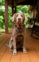 Portrait of young Labrador Retriever dog sitting on front porch. 