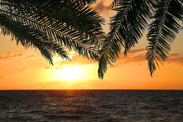 Picturesque golden sunset on ocean, view through palm tree leaves