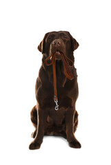 Chocolate Labrador Retriever holding leash in mouth on white background