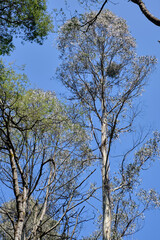 Mountain Ash Trees, and Manna Gums of the Black Spur ,Healesville, Victoria.