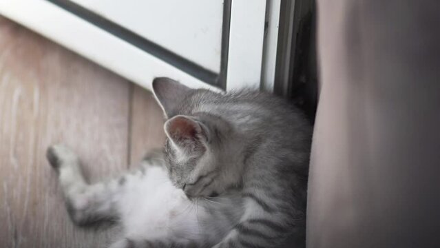 Cute little cat, tabby kitten licking and cleaning his fur, slow motion