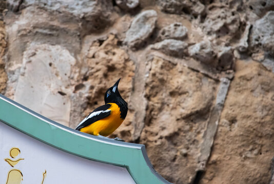 Trupial Mockingbird of Curacao