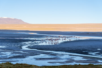 Landscape and flamingos in Eduardo Avaroa National at dusk in Bolivia. The Eduardo Avaroa Andean Fauna National Reserve is Bolivia's most visited protected area.