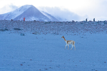 Landscape and flamingos in Eduardo Avaroa National at dusk in Bolivia. The Eduardo Avaroa Andean...