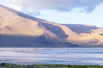 Landscape and flamingos in Eduardo Avaroa National at dusk in Bolivia. The Eduardo Avaroa Andean...