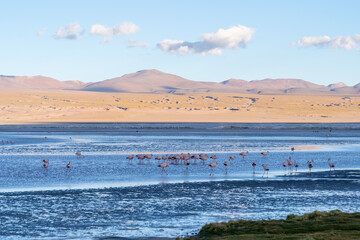 Landscape and flamingos in Eduardo Avaroa National at dusk in Bolivia. The Eduardo Avaroa Andean Fauna National Reserve is Bolivia's most visited protected area.