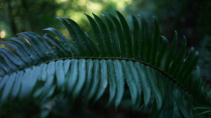 fern leaves