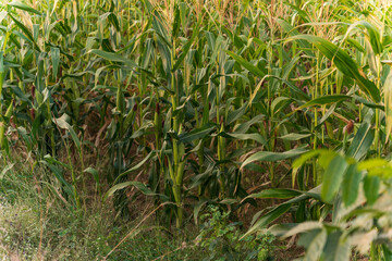 The corn or maize in the sweet corn field. waiting for harvest.
