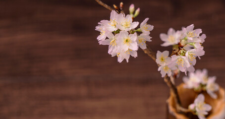 Cherry blossoms arranged in a vase. 花瓶に生けた桜