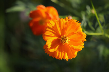 Close up of beautiful Cosmos flowers on green background. concept nature and flowers. 
