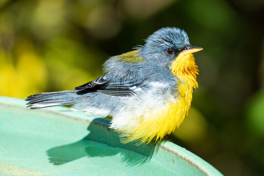 Tropical Parula (Setophaga pitiayumi) is a small New World warbler. It is a small passerine bird.