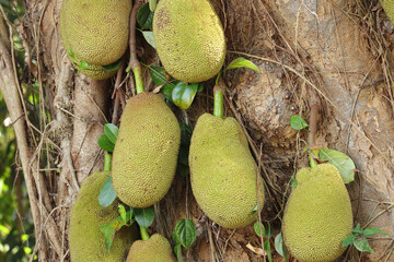 Close up of Jackfruit hanging on jackfruit tree in the forest.