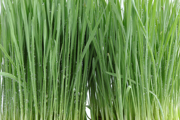 Close up of Fresh green wheat grass with drops dew on white background. Healthy food concept