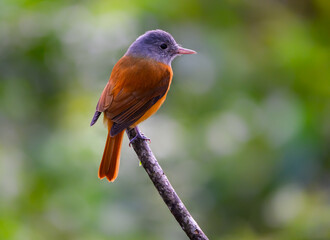 Gray-hooded Attila on stick in Atlantic Forest, Brazil