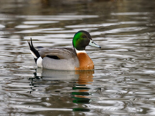 Northern Pintail and Mallard hybrid swimming in dark water