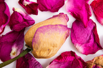 Rose bud and dried petals, the rose is yellow with pink