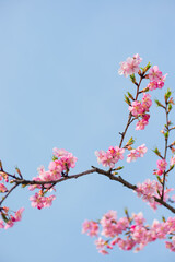 Fototapeta na wymiar Cherry Blossom and Blue Sky