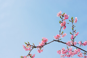 Cherry Blossom and Blue Sky