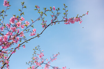 Cherry Blossom and Blue Sky