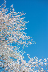 Cherry Blossom and Blue Sky