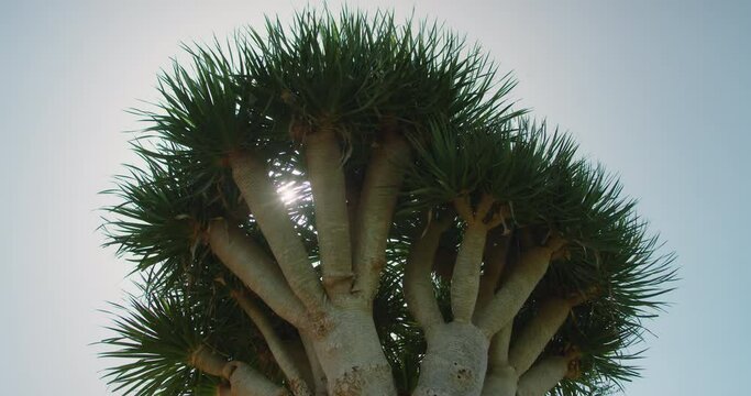 Old Dragon tree crown against blue sky at sunny day. Dracaena draco on the island of Tenerife Spain.