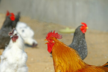 In the courtyard of the chicken