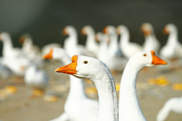 Obraz premium The goose in the yard