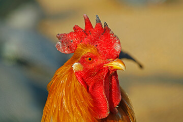 In the courtyard of the chicken