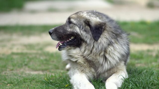 Portrait of an Illyrian Shepherd Dog (Sarplaninac) also known as Yugoslavian Shepherd from the Sharr Mountains in Macedonia