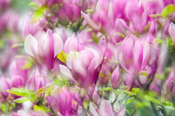 Magnolia flowers blooming in spring, multiple exposure shooting.

